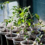 Tips for Creating a Sustainable Home Garden All Year Round