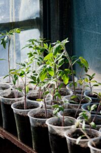 Tips for Creating a Sustainable Home Garden All Year Round