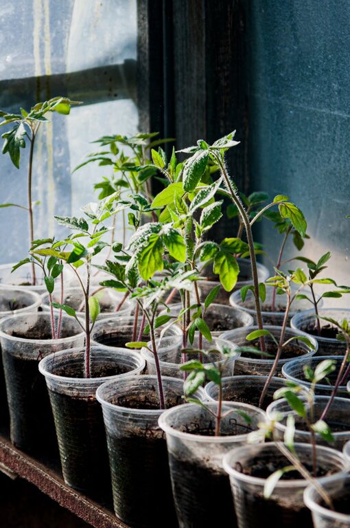 Tips for Creating a Sustainable Home Garden All Year Round